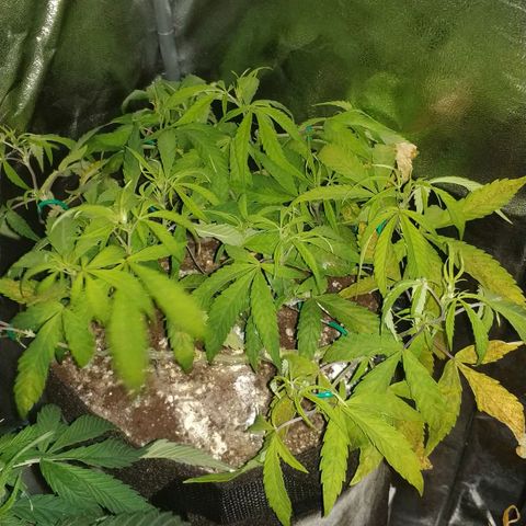 Clone1 growlog timeline photo