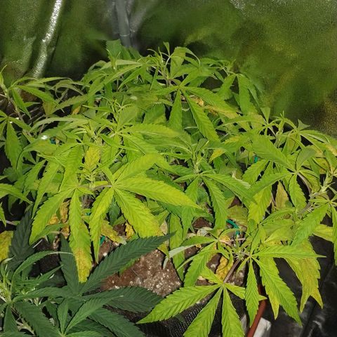 Clone1 growlog timeline photo