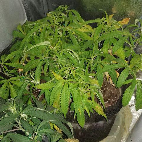 Clone1 growlog timeline photo