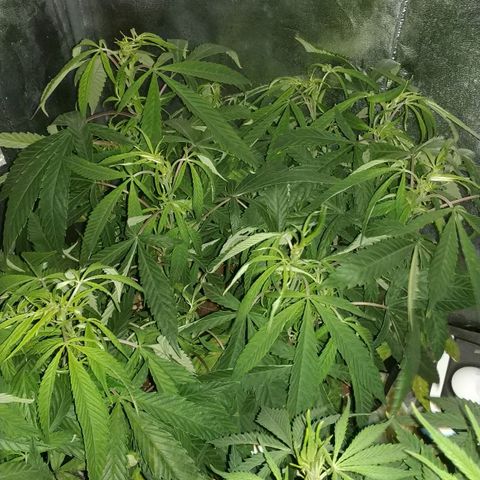 Clone1 growlog timeline photo
