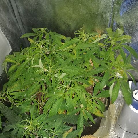 Clone1 growlog timeline photo