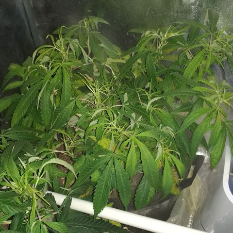 Clone1 growlog timeline photo