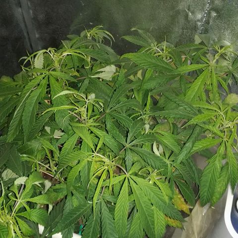 Clone1 growlog timeline photo