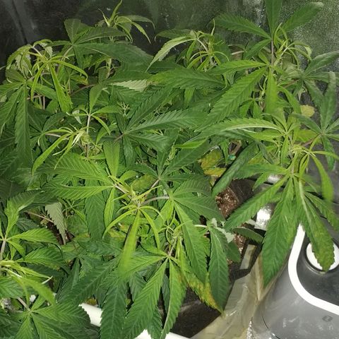 Clone1 growlog timeline photo
