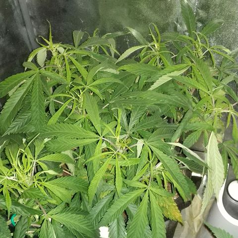 Clone1 growlog timeline photo