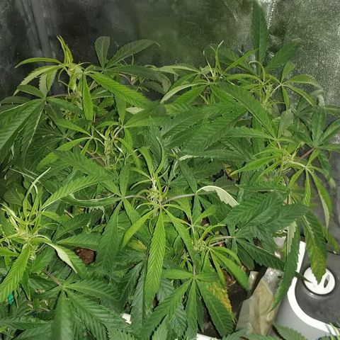 Clone1 growlog timeline photo