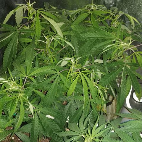 Clone1 growlog timeline photo