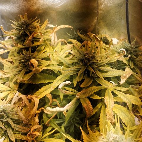 Clone1 growlog timeline photo