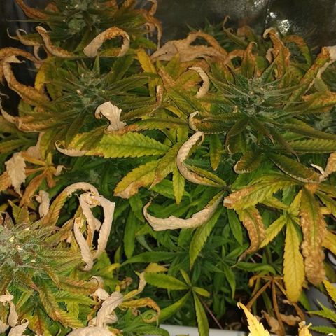 Clone1 growlog timeline photo