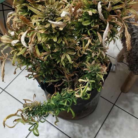 Clone1 growlog photo: 280gr