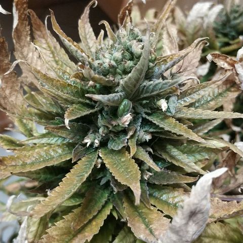 Clone1 growlog photo: 280gr