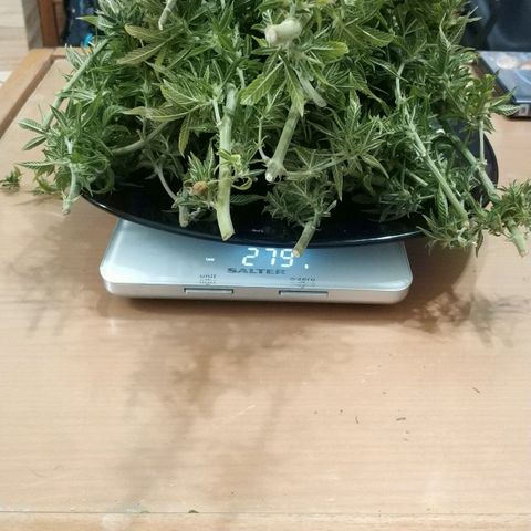 Clone1 growlog photo: 280gr