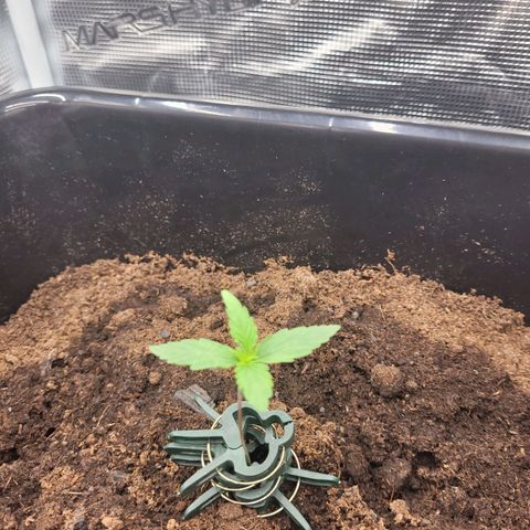 Epsilon F1 growlog timeline photo