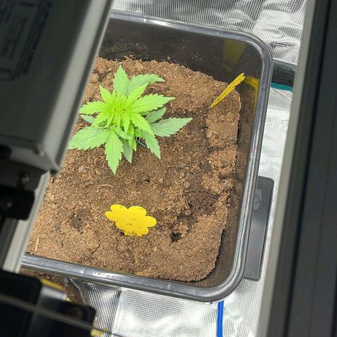 Epsilon F1 growlog timeline photo