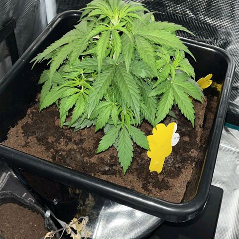 Epsilon F1 growlog timeline photo