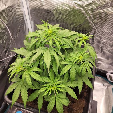 Epsilon F1 growlog timeline photo