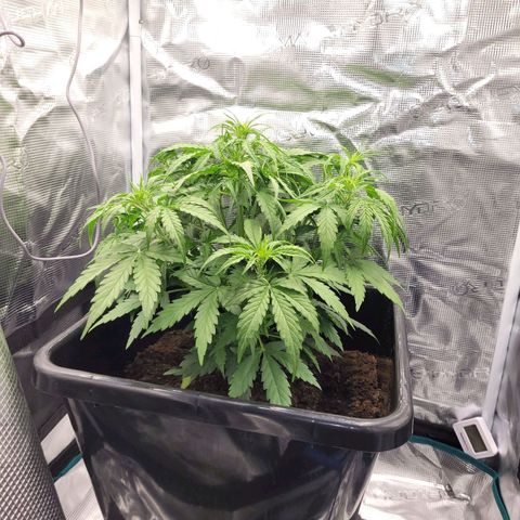 Epsilon F1 growlog timeline photo