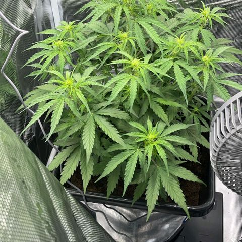 Epsilon F1 growlog timeline photo