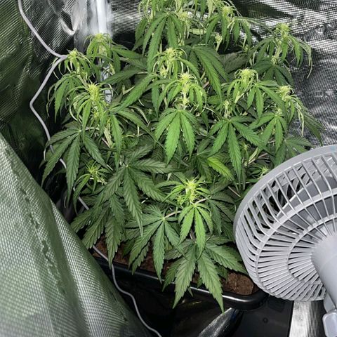 Epsilon F1 growlog timeline photo