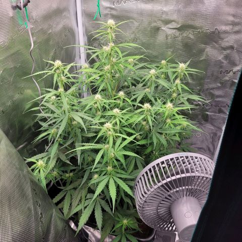 Epsilon F1 growlog timeline photo