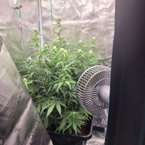 Epsilon F1 growlog timeline photo