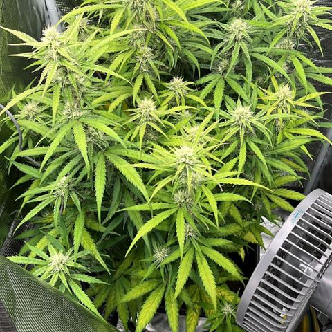 Epsilon F1 growlog timeline photo