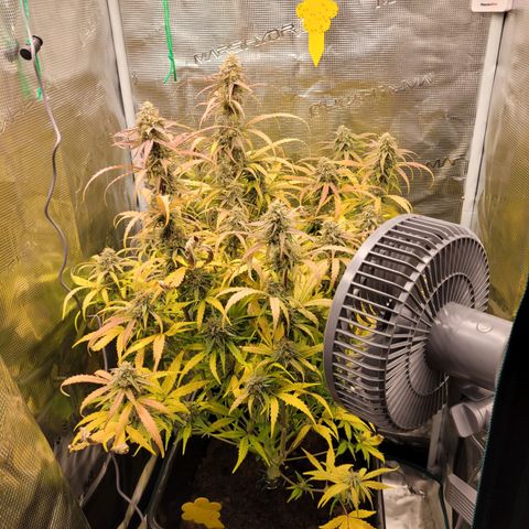 Epsilon F1 growlog timeline photo