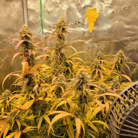 Epsilon F1 growlog timeline photo
