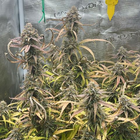 Epsilon F1 growlog timeline photo