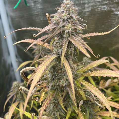 Epsilon F1 growlog timeline photo