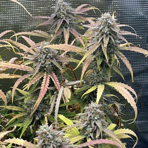 Epsilon F1 growlog timeline photo