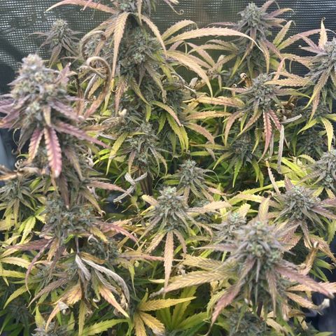 Epsilon F1 growlog timeline photo