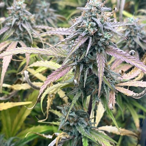 Epsilon F1 growlog timeline photo