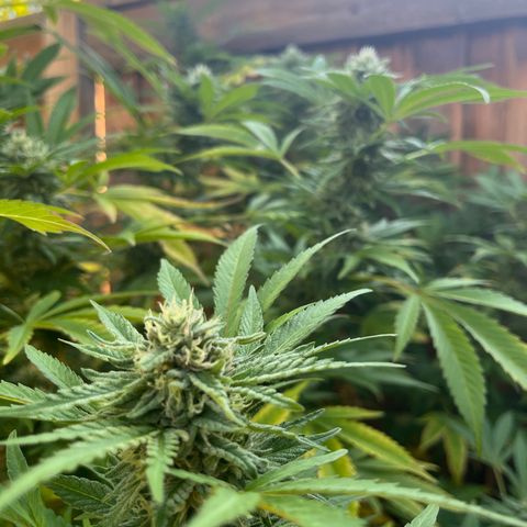 Crinkle growlog timeline photo