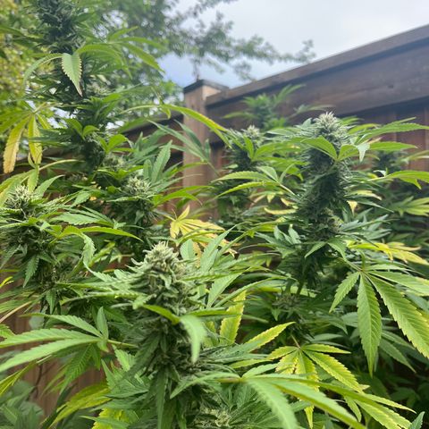 Crinkle growlog photo: Check