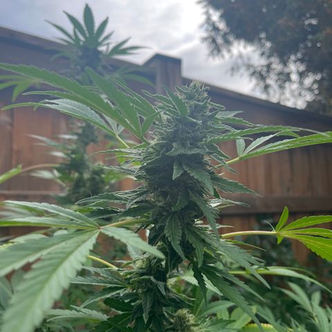 Crinkle growlog photo: Check