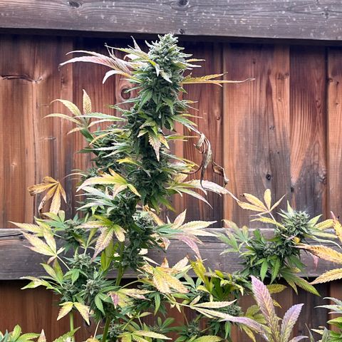 Crinkle growlog timeline photo