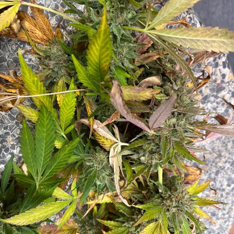 Crinkle growlog timeline photo