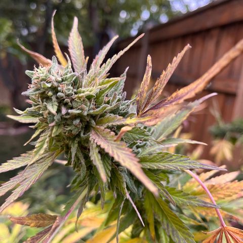 Crinkle growlog timeline photo