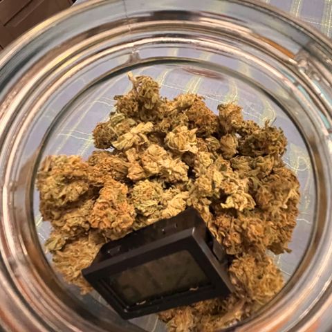 Crinkle growlog timeline photo