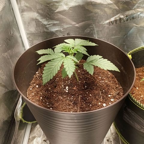 Pineapple Express growlog timeline photo