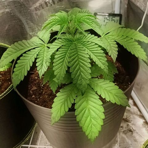 Pineapple Express growlog timeline photo