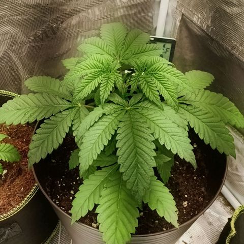 Pineapple Express growlog photo: Looks good