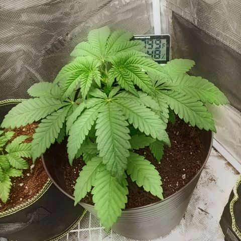Pineapple Express growlog timeline photo