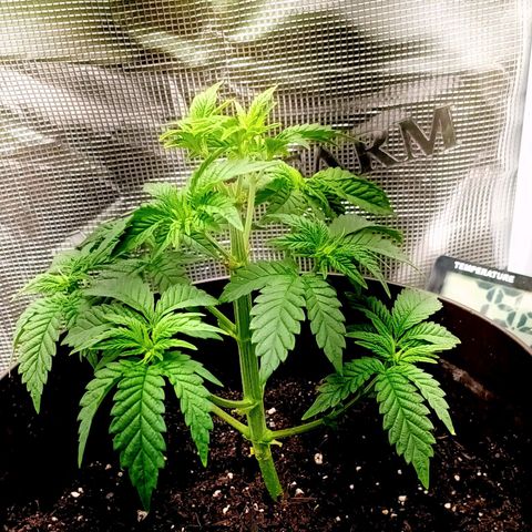 Pineapple Express growlog photo: After tpppjg and pruning 