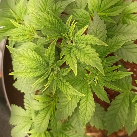 Pineapple Express growlog timeline photo