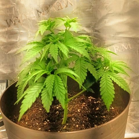 Pineapple Express growlog timeline photo