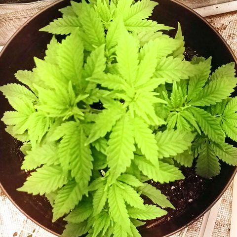 Pineapple Express growlog timeline photo
