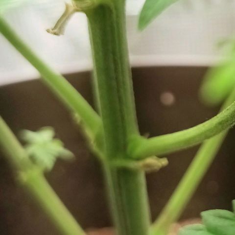 Pineapple Express growlog photo: Hmmmm...