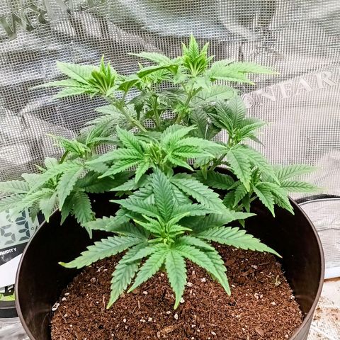 Pineapple Express growlog timeline photo